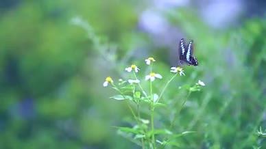 4k实拍唯美花朵上的蝴蝶风光意境视频的预览图